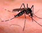 Según las autoridades, los análisis demuestran mayor número de mosquitos infectados. FOTO Colprensa