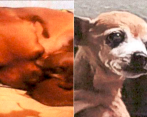Estas son algunas de las fotografías de Lulu, la perrita que habría sido ahorcada por un falso veterinario en Ibagué. FOTO: FISCALÍA