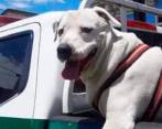 Beethoven posando en una patrulla de la Policía, tras ser hallado en carreteras del Valle. Foto. Cortesía para El Colombiano.
