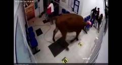 Varios habitantes intentaron sacar a la vaca con una soga que esta traía atada al cuello, pero no fue suficiente. Cortesía MiOriente