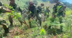 Los soldados erradicadores pertenecen al Batallón de Infantería N° 10 y al Batallón de Artillería N° 4, de la Cuarta Brigada. FOTO: CORTESÍA EJÉRCITO.