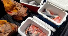 El producto incautado no presentaba condiciones adecuadas de almacenamiento, como la cadena de frío y fue declarado no apto para el consumo humano por las autoridades. FOTO cortesía