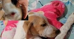 El último caso fue contra una perrita criolla de Marinilla. Foto: Cortesía. 