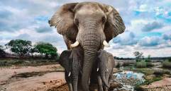 Los elefantes son gregarios y las hembras son las que conducen el rebaño y se encargan del cuidado de las crías. FOTO sstock