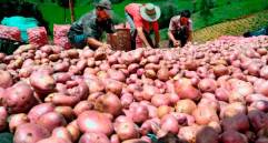 La papa ha sido uno de los alimentos más golpeados por el problema de inflación que azota a Colombia y el mundo. FOTO: JUAN ANTONIO SÁNCHEZ