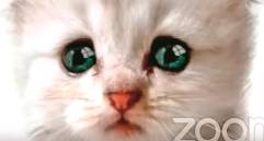 De este filtro de gato se hicieron varios memes en la red, como este, “No soy un gato”.