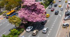 El árbol ha cautivado a los miles de transeúntes que por allí pasan diariamente. Foto: Manuel Saldarriaga Quintero.