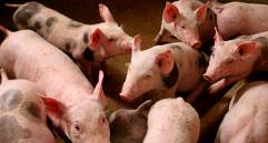 Cerdos de granjas están en riesgo de contraer la peste porcina africana en Suramérica, alertó la Universidad CES. FOTO Jaime Pérez