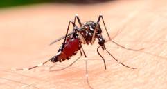 La vacuna fue probada con éxito en ratones. Foto: Shutterstock