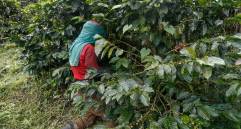En los últimos 12 meses (noviembre 2020-octubre 2021), la producción de café cayó 5% a 13,2 millones de sacos. FOTO Manuel Saldarriaga