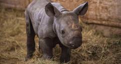 Kiev recibió su nombre en homenaje a la capital de Ucrania. Foto: Efe.