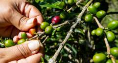 Anteriormente el máximo histórico en el precio de la carga interna se había alcanzado el pasado 26 de julio cuando llegó $1.905.000. Foto: Jaime Pérez Munévar