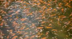 Empresarios piscícolas del Suroccidente colombiano se declararon en alerta por la temporada de invierno. FOTO camilo suárez