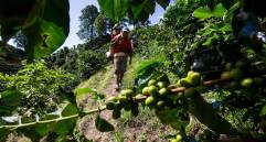 El precio de la libra en la bolsa de Nueva York ascendió a US$2,42 y llegó a un máximo de 9 años. En todo 2021 ha ganado 92%. Foto: Julio César Herrera