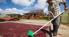 En el país hay 604 municipios cafeteros y 2 millones de personas dependen directamente de esta industria. FOTO Manuel saldarriaga