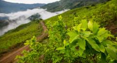 De acuerdo con informe de la ONU, para 2019 había 154.000 hectáreas de coca sembradas en todo el país. FOTO edwin bustamante