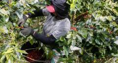 Debido a las afectaciones climáticas la producción de café de Colombia cayó 13% en octubre. FOTO Manuel Saldarriaga