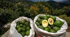 El cultivo y producción de aguacate es uno de los sectores que atrae inversiones al campo. FOTO Edwin Bustamante
