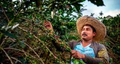 La producción de café durante febrero de 2021 registró un crecimiento del 11 por ciento. FOTO: Colprensa (referencia)