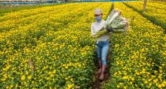 En el sector agropecuario el alza en las ventas al exterior fue de 23,9% según el Dane. FOTO camilo suárez