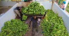 Augura señaló que han aumentado los costos de producción del banano. FOTO Juan Antonio Sánchez