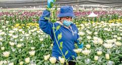 Los cultivadores garantizan la calidad de los procesos fitosanitarios del sector floricultor colombiano para proteger a los compradores en el exterior. FOTO Juan Antonio Sánchez