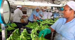 Productores y exportadores de banano solicitan a los supermercados europeos y norteamericanos revisar los precios que pagan por la fruta. FOTO Julio César Herrera