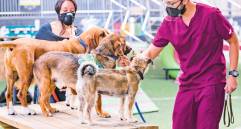 Un perro de asistencia y su entrenador visitan al paciente en el hospital y se quedan entre 10 y 15 minutos. Adiestradores entrenan los animales. FOTO manuel saldarriaga
