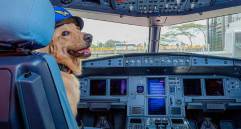 El golden retriever fue anunciado como mascota de Viva Air en 2022. FOTO Twitter