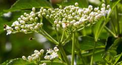 Plantas medicinales, una riqueza para cuidar