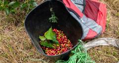 El valor de la libra de café colombiano en la Bolsa de Nueva York ha reportado cifras significativas de hasta 1,5 dólares. Foto: Andrés Camilo Suárez