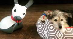 El robot MiRo-E y Tallulah, el perro de terapia. FOTO UNIVERSIDAD DE PORTSMOUTH