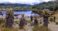 El turismo en los páramos debe ser guiado y responsable, no masivo, para proteger los colchones de agua y no contaminar las fuentes hídricas. Foto: Archivo EL COLOMBIANO