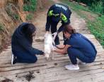 La perrita quedó en manos de la administración municipal, que le garantizará el bienestar que requiere. FOTO Cortesía