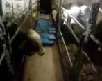 Esta es la segunda incautación de cocaína que se ha presentado este año cerca de las islas Canarias. FOTO Captura de video Policía española