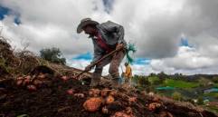 La papa, entre los más castigados por la inflación, y potencialmente por los efectos del conflicto Ucrania - Rusia. FOTO: CAMILO SUÁREZ