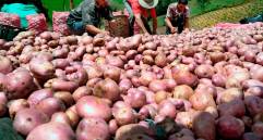 Productores de papa en Antioquia. FOTO: Juan Antonio Sánchez.