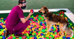 La ciudad acogió con terapia asistida con animales como política publica para recuperar pacientes en hospitales. Fotos: Manuel Saldarriaga