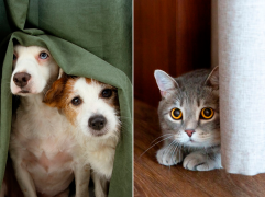Desde ya se deben preparar a las mascotas ante el efecto que ellos provoca la pólvora. FOTO Cortesía