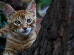 Las emociones de los gatos en realidad son conductas afiliativas que aún no se terminan de estudiar. FOTO Manuel Saldarriaga