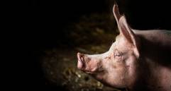 El cerdo vietnamita (Sus scrofa domestica) ha sido el donante predilecto para los experimentos con humanos. También ha habido buenos resultados con órganos de babuinos. FOTO sstock