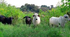 Según Fedegán, la ganadería contribuye con el 1,6 % del Producto Interno Bruto (PIB). FOTO cortesía