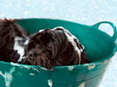 Mientras que los perros necesitan un baño cada 21 días, los gatos no necesitan uno, sin embargo, ambos deben ser peinados constantemente. Foto: Pixabay