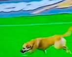 Este es el perro por el que Pasto deberá pagar una sanción económica. FOTO: CAPTURA DE PANTALLA