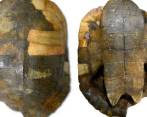 El fósil de tortuga más antiguo de Sudamérica está en Colombia y tiene 13 millones de años 