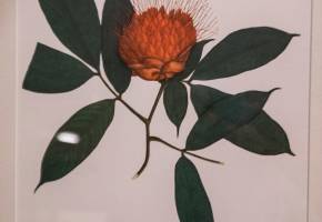 Después de 207 años, dibujos de la Expedición Botánica de Mutis visitan Medellín