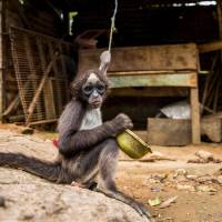  La tenencia ilegal de fauna silvestre sigue siendo uno de los problemas ambientales más graves en Antioquia. En la imagen un primate de la especie Ateles hybridus, fotografiado en zona rural del municipio de Segovia en 2019. FOTO: ESTEBAN VANEGAS LONDOÑO