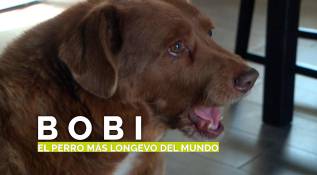 El Perro más longevo del mundo tiene 30 años 