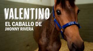 Valentino, el caballo de Jhonny Rivera, se recuperó tras una cirugía