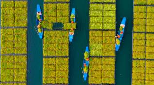 Montados en barcas los agricultores recogen las cosechas. Foto: Getty